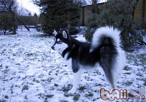 阿拉斯加雪橇犬