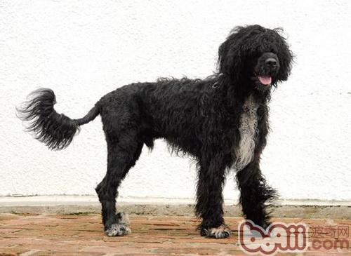 葡萄牙水犬