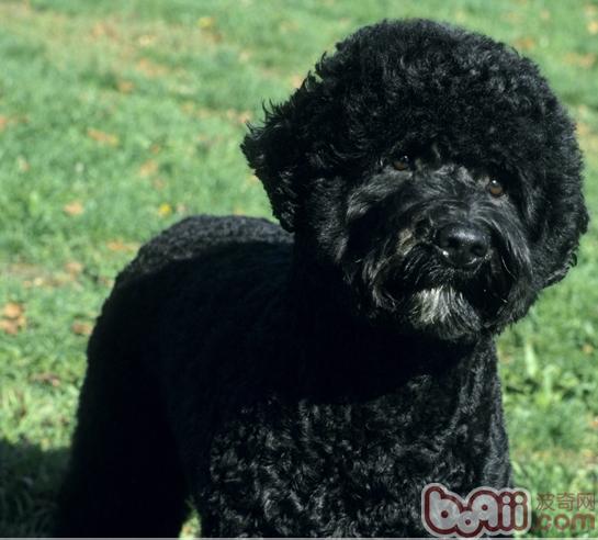 葡萄牙水犬