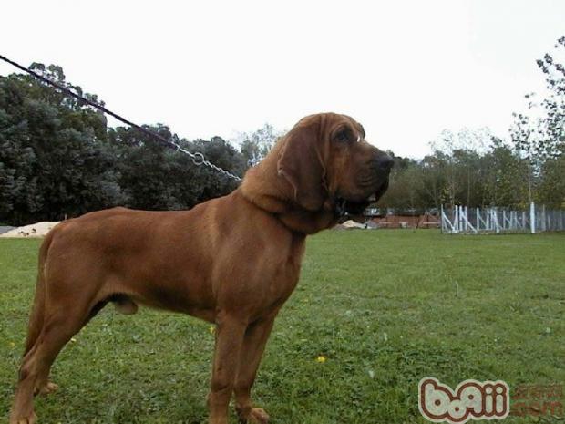 尋血獵犬