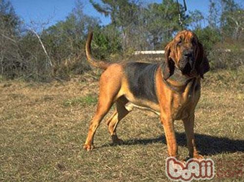 尋血獵犬