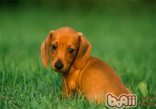 臘腸犬