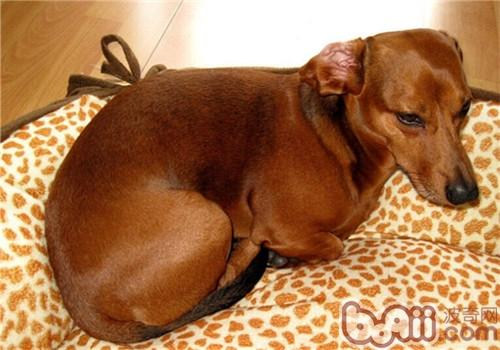 臘腸犬