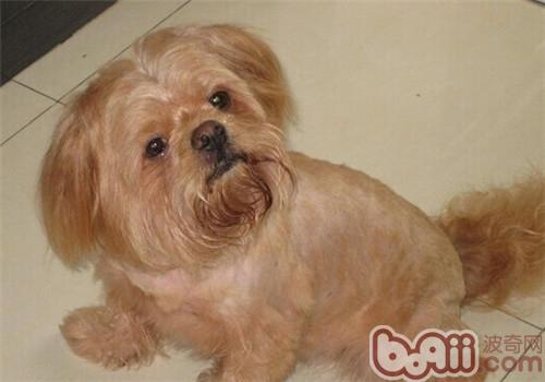 拉薩犬