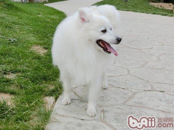 日本尖嘴犬