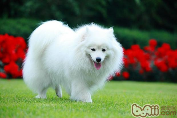 日本尖嘴犬