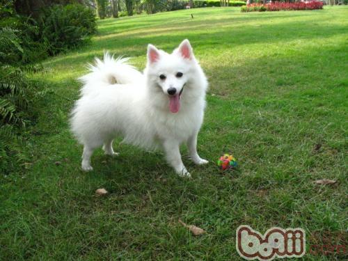 日本尖嘴犬