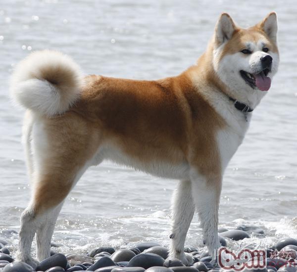 秋田犬