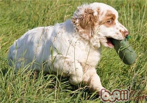 克倫伯獵鹬犬