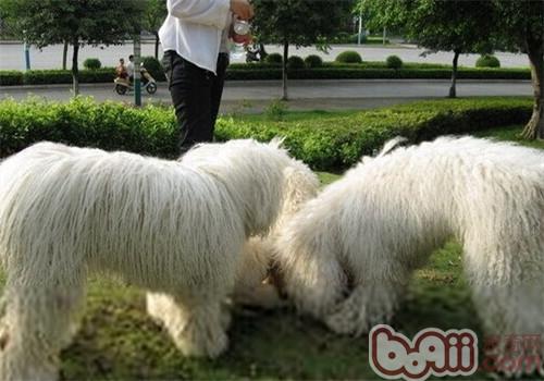 可蒙犬