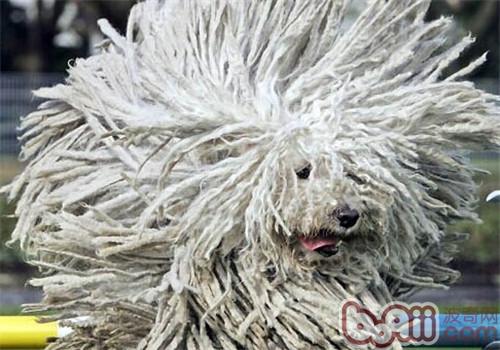可蒙犬