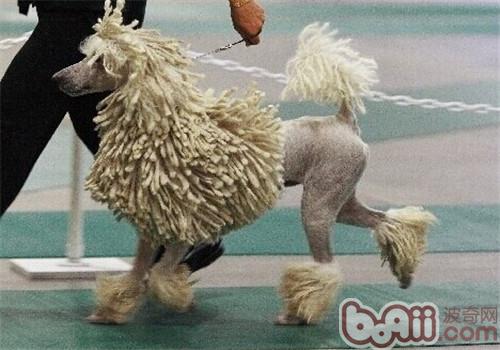 可蒙犬