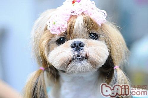 西施犬
