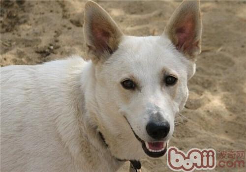 卡南犬