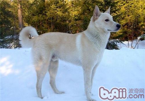 卡南犬