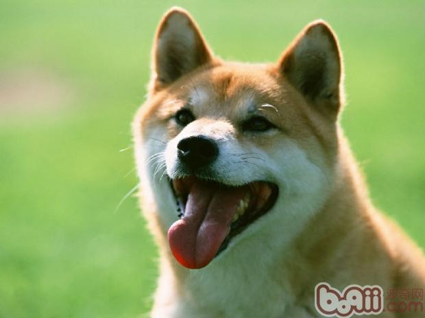 柴犬