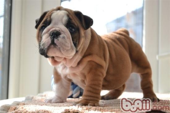 英國斗牛犬