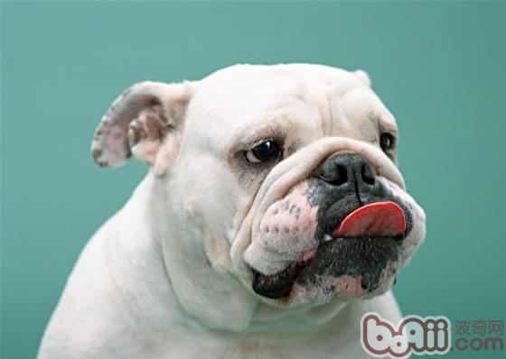 英國斗牛犬