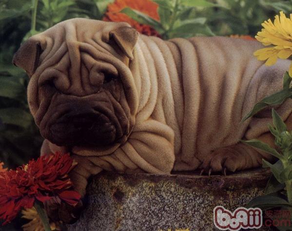 沙皮犬