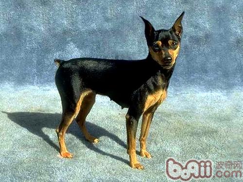 迷你杜賓犬