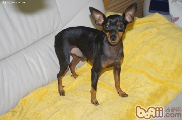 迷你杜賓犬