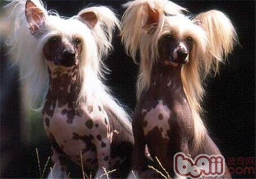中國冠毛犬