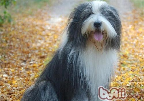 古代長須牧羊犬