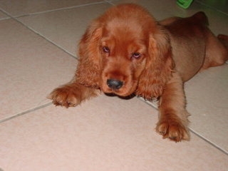 英國可卡犬