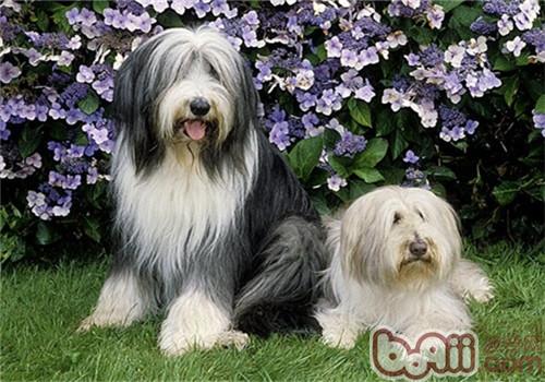 古代長須牧羊犬