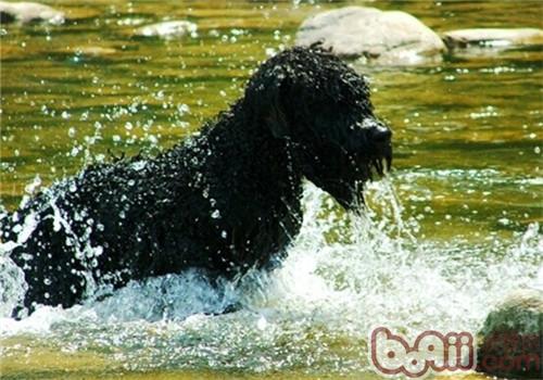 法蘭德斯畜牧犬