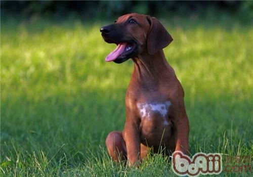 羅得西亞脊背犬