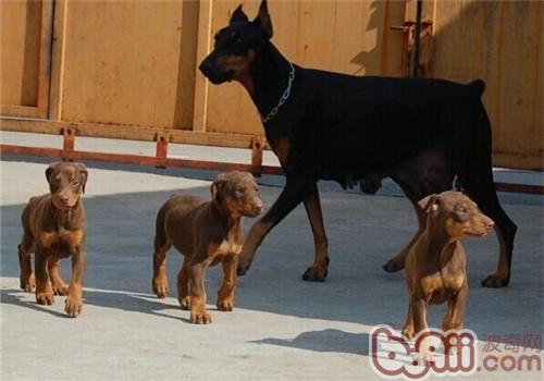 杜賓犬