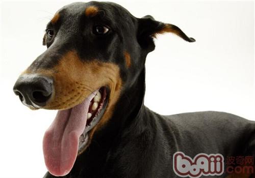 杜賓犬