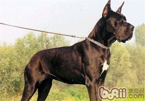大丹犬