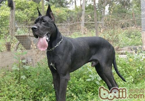 大丹犬