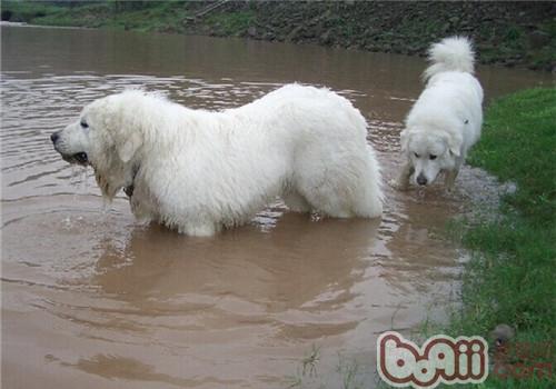 大白熊犬