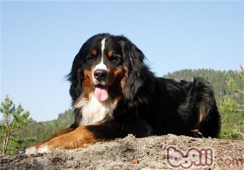 伯恩山犬