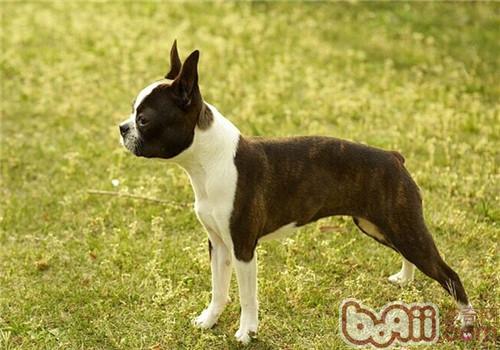 波士頓梗犬