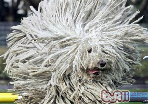 波利犬