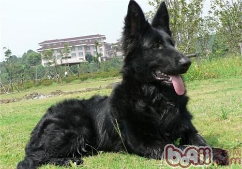 格羅安達犬