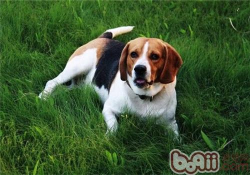 比格犬