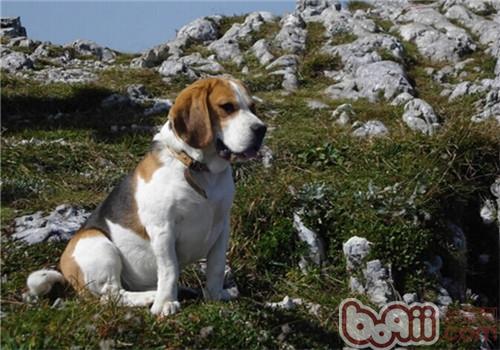 比格犬