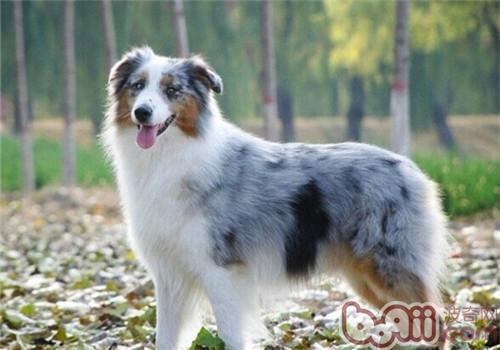 澳大利亞牧羊犬