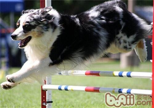 澳大利亞牧羊犬