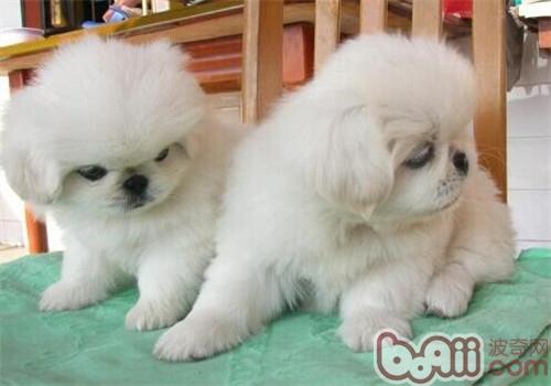 京巴犬
