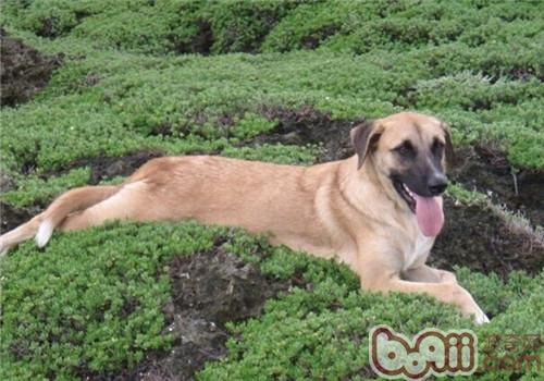 安娜圖牧羊犬