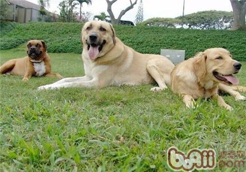 安娜圖牧羊犬