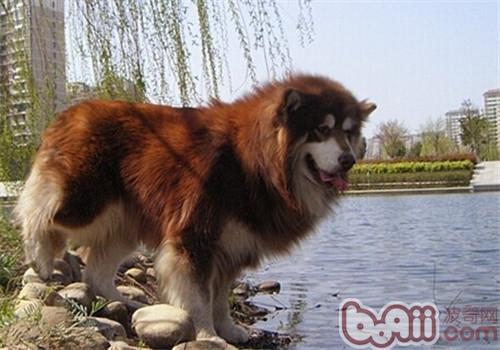 阿拉斯加犬