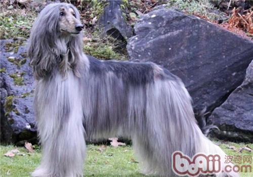 阿富汗獵犬
