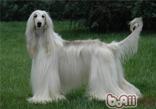 阿富汗獵犬